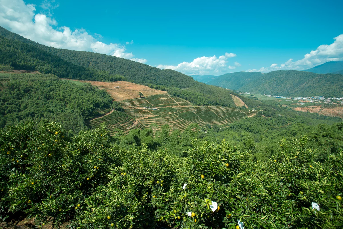 哀牢山下的潘橙